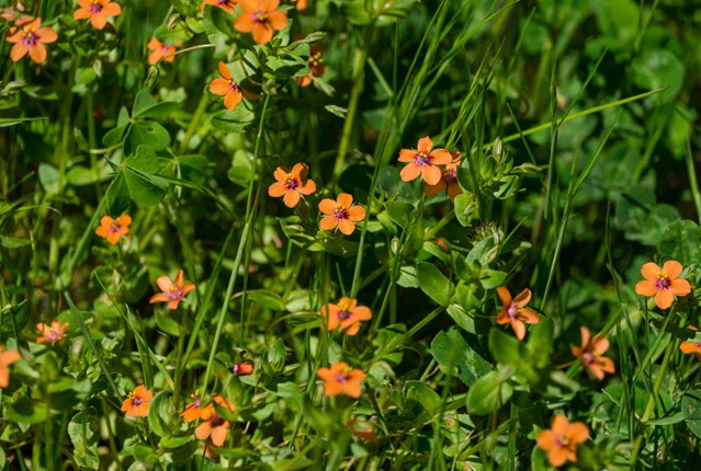 Weersvoorspellingen doen door goed kijken naar de natuur