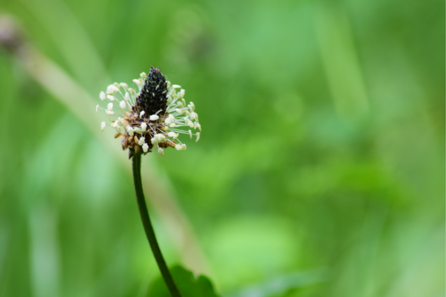 Wat Groeit En Bloeit Er In De Berm Smalle Weegbree