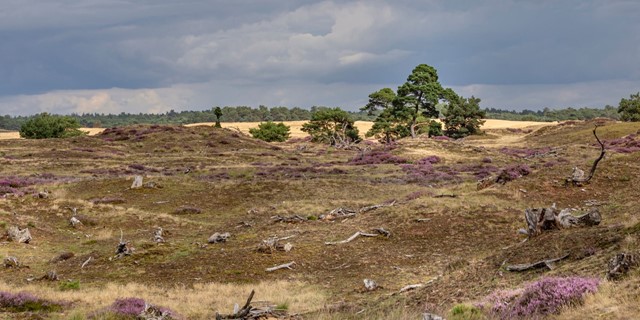 Wandelroutes In Gelderland 5 Tips Wandelroute Nationaal Park De Hoge Veluwe Otterlose Zand