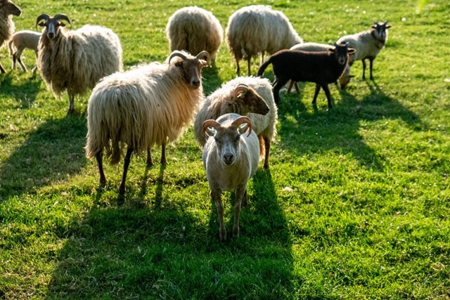 Wandelen In De Lente 6 Routes Naar Dieren Wandelroute Nationaal Park Dwingelderveld