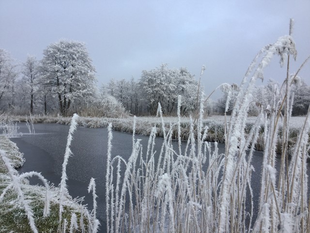 Bevroren riet