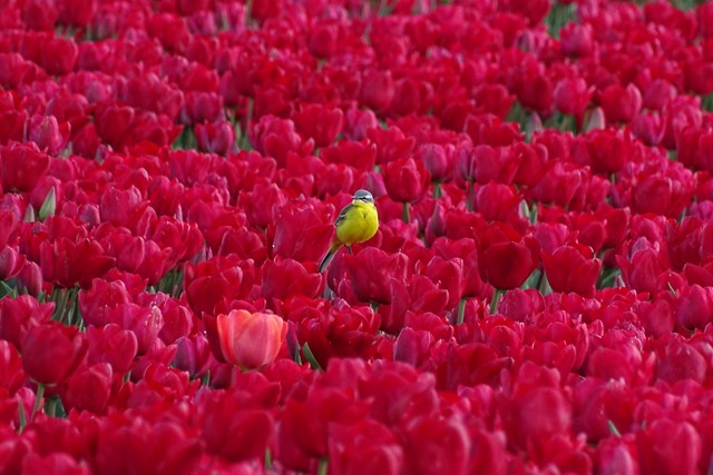 Gele kwikstaart in de roze/rode tulpenvelden in Rutten, Flevoland