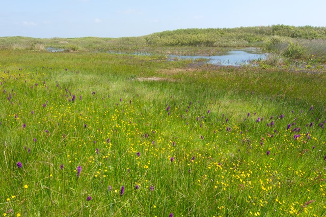 wilde orchideeën in het gras.