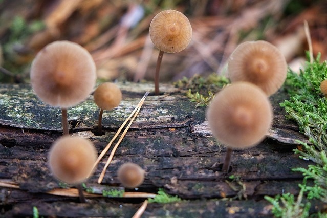 afbeelding van kleine paddenstoelen op rottend hout.
