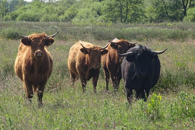 schotse hooglanders in het gras