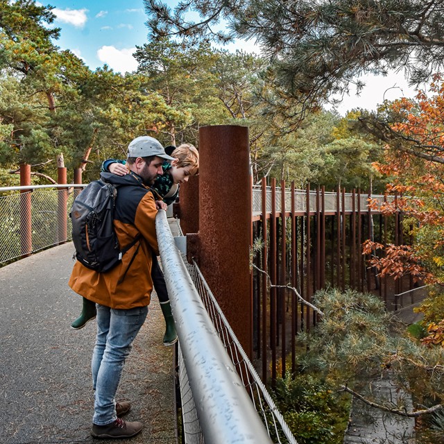 Bosland het grootste avonturenbos van Vlaanderen: wandelen over ‘Fietsen door de Bomen'