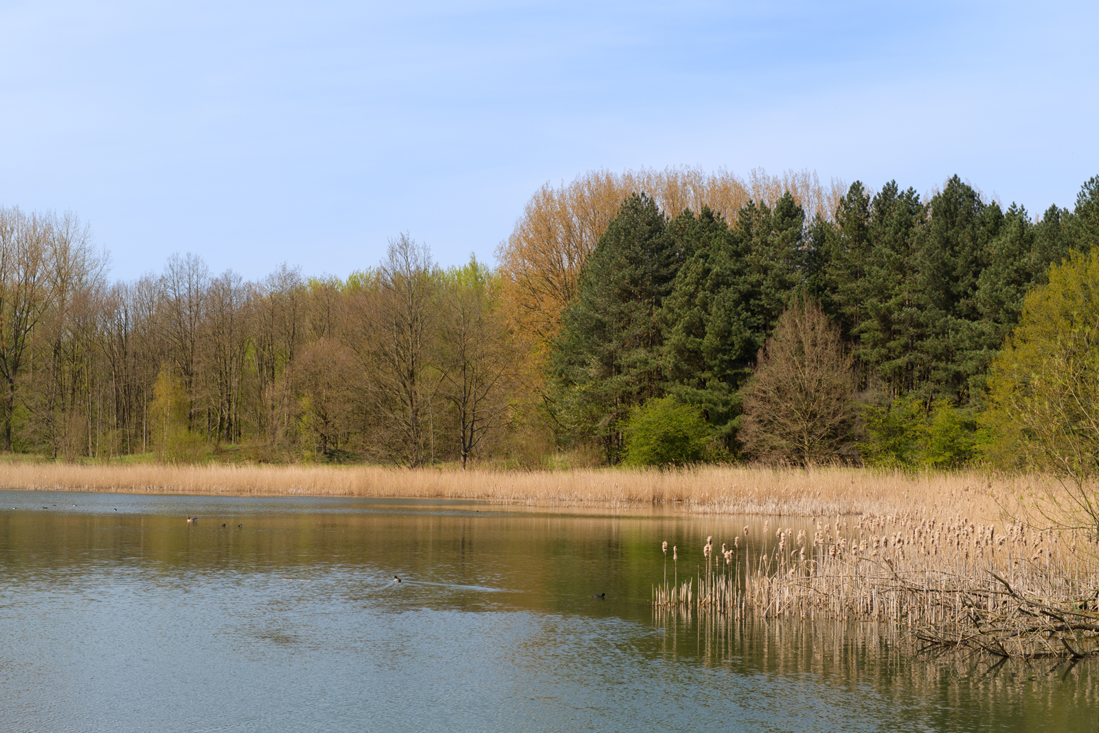 Het Harderbos aan het water.