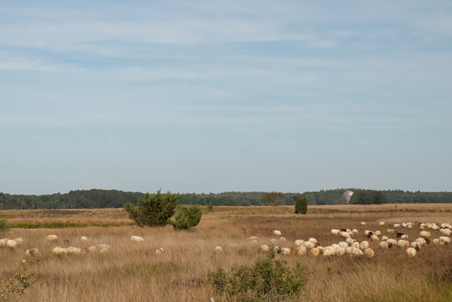 Drenthepad: een streekpad vol hoogtepunten; heideveld