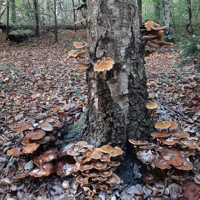 afbeelding van een boom met zwammen in het rabattenbos.
