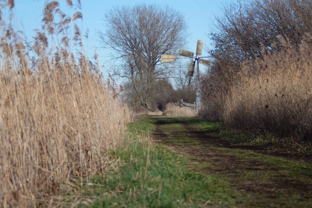 bosmanmolentje tussen het gras en riet