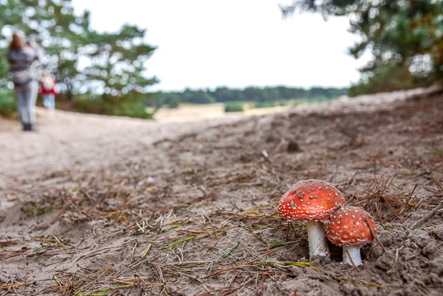 Bosland het grootste avonturenbos van Vlaanderen: paddenstoelen in de Lommelse Sahara.