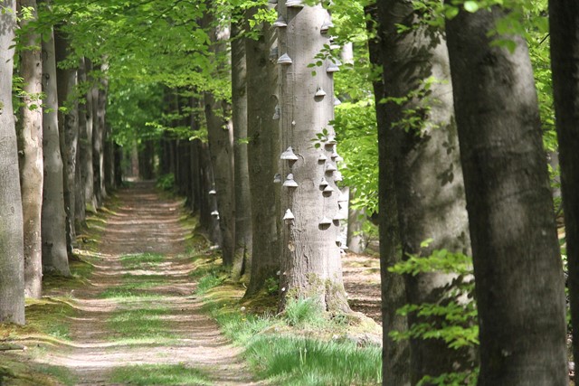 Peelse Looproute