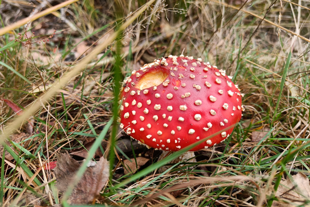 Wandelroute Ginkelse Heide Schaapskooiroute En Airborne Monument Schaapskuddes En Natuurbeheer