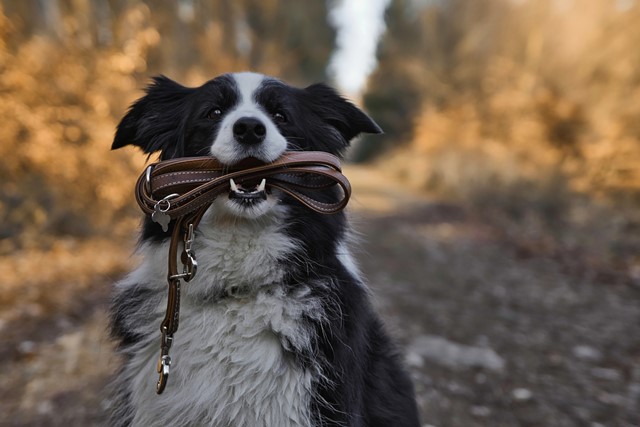 /ergernissen-wandelaars-loslopende-hond