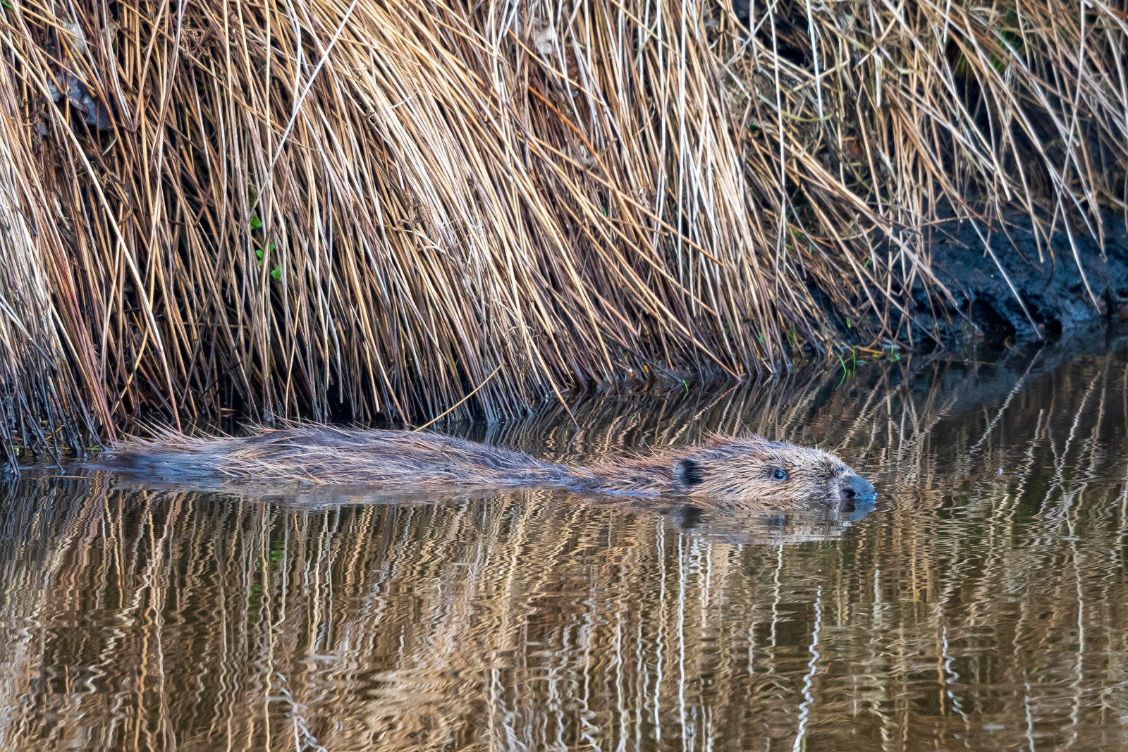 afbeelding van een zwemmende bever.