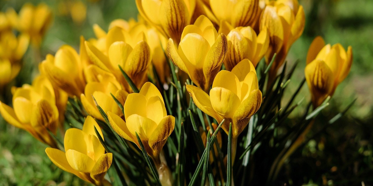 De lengte is begonnen, gele tulpen