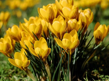 De lengte is begonnen, gele tulpen