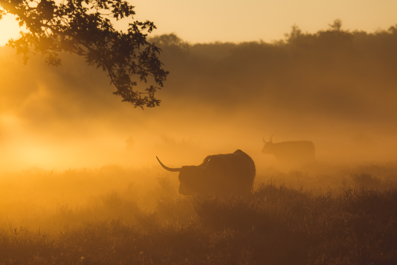 afbeelding van Schotse hooglanders in het gouden uurtje.