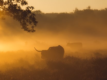 afbeelding van Schotse hooglanders in het gouden uurtje.
