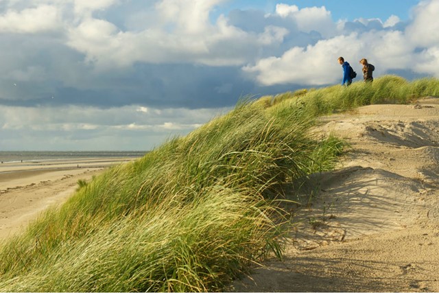 Hollandse Duinen