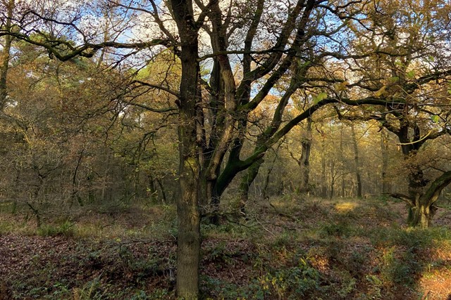 Veluwe Zwerfpad etappe 1 Arnhem - Wolfheze, wodanseiken