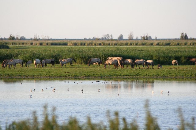 Afbeelding 1 | Wandelroutes in Flevoland: 10 tips