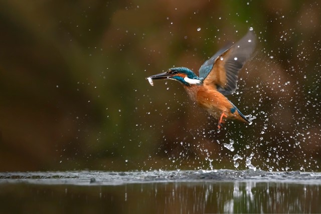 De ijsvogel