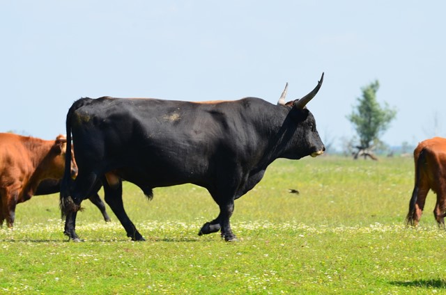 grote grazers heckrund