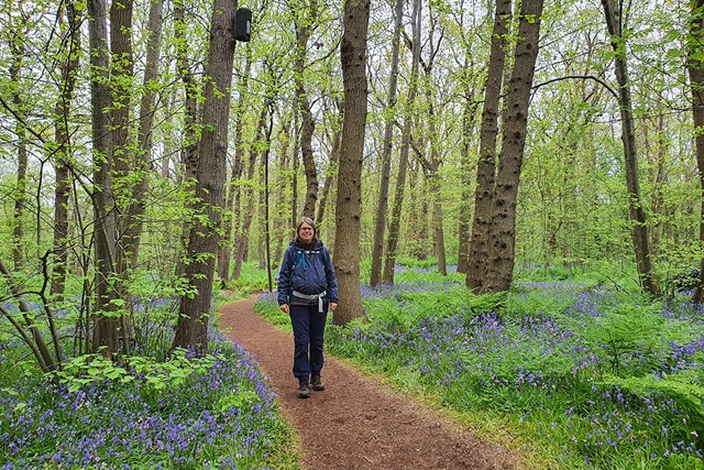 vrouw wandelt op een pad in het bos met wilde hyacinten.