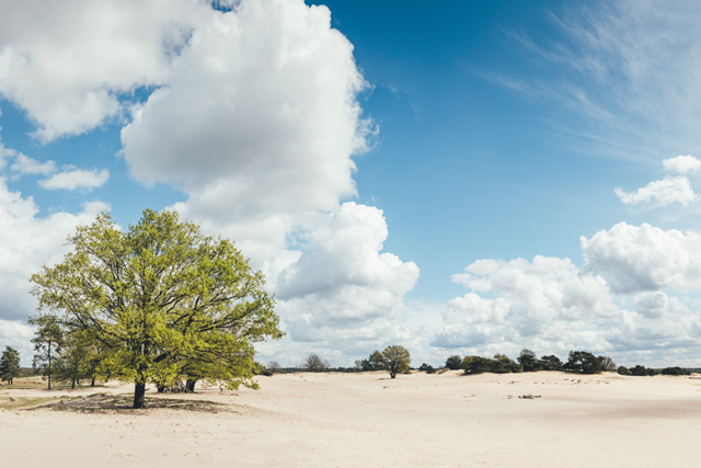 Wandelvakantie Friesland mooiste wandelreizen Nederland