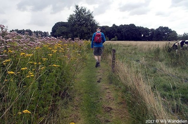 Wandelaar in een weiland