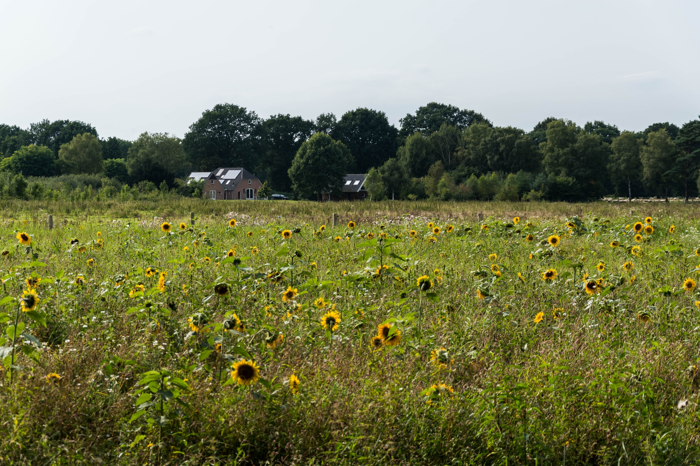 Header - Wandelen in Bronckhorst de wandelgemeente van het jaar