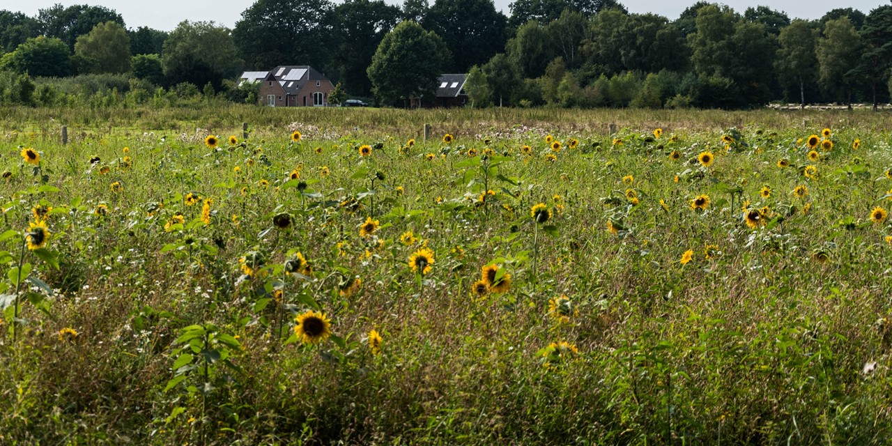 Header - Wandelen in Bronckhorst de wandelgemeente van het jaar