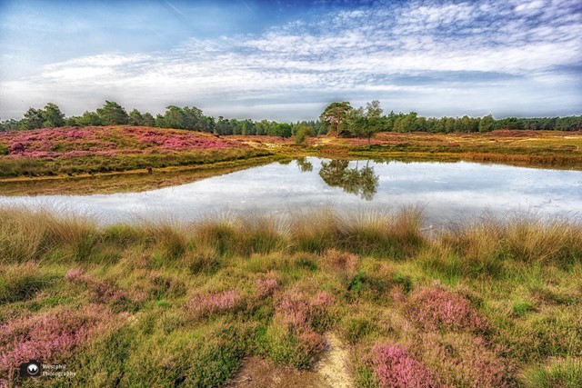 Vennetje op de heide van landgoed Heidestein