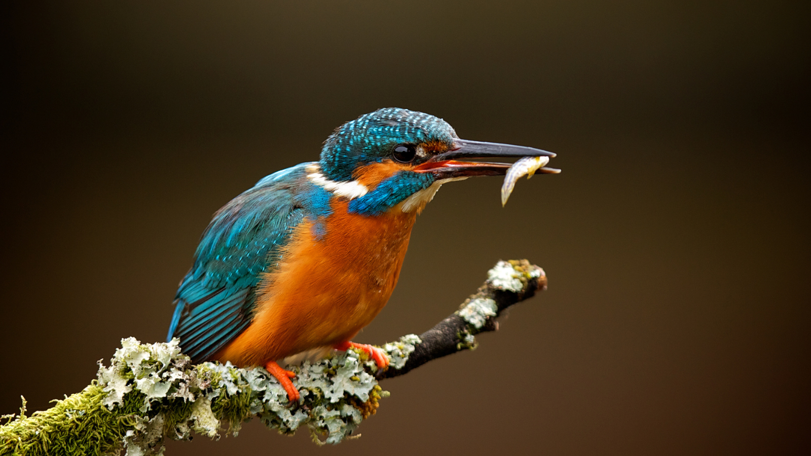Links En Rechts Van De Peelrandbreuk Etappe 4 Van Meijel Naar Liessel