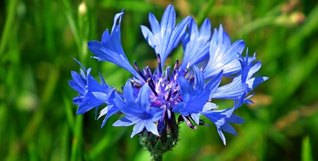 Korenbloem