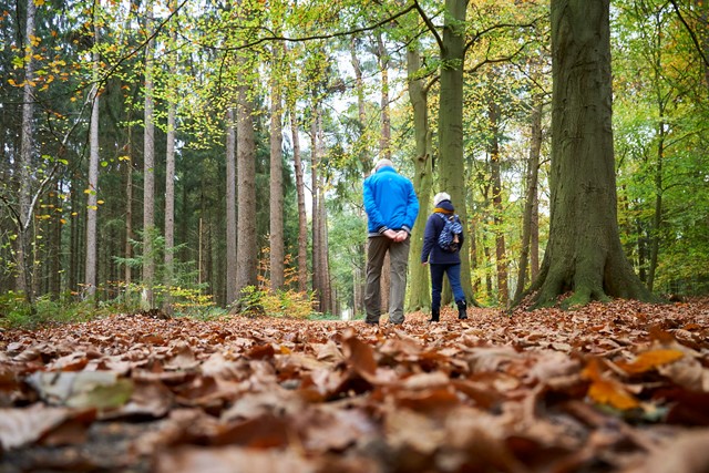 Paarse Wandelroute Asserbos