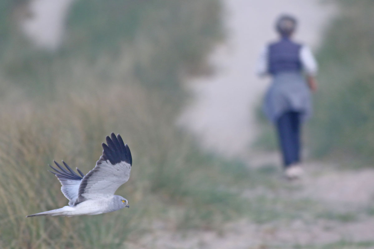 Afbeelding van een wandelaar en een blauwe kiekendief. (Foto: © Thomas van der Es)