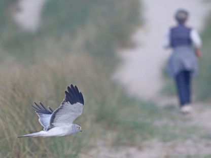 Afbeelding van een wandelaar en een blauwe kiekendief. (Foto: © Thomas van der Es)