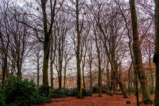 Bos in herfst stemming