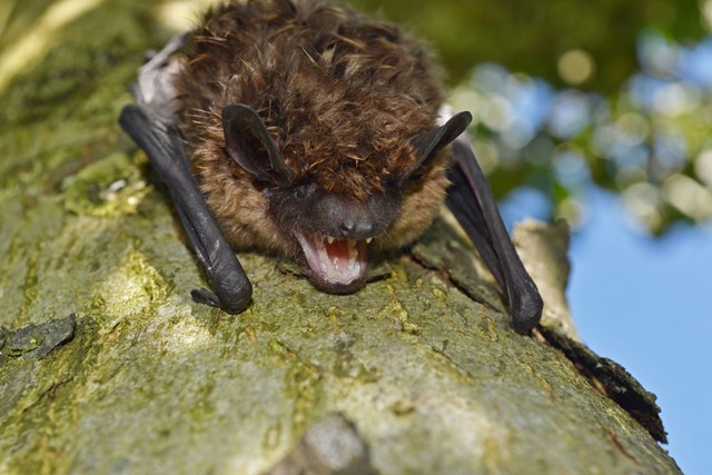 Vleermuis op boom