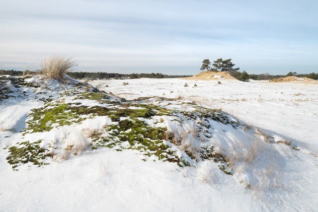 Wandelen in de IJstijd Kootwijkerzand: mos en sneeuw.