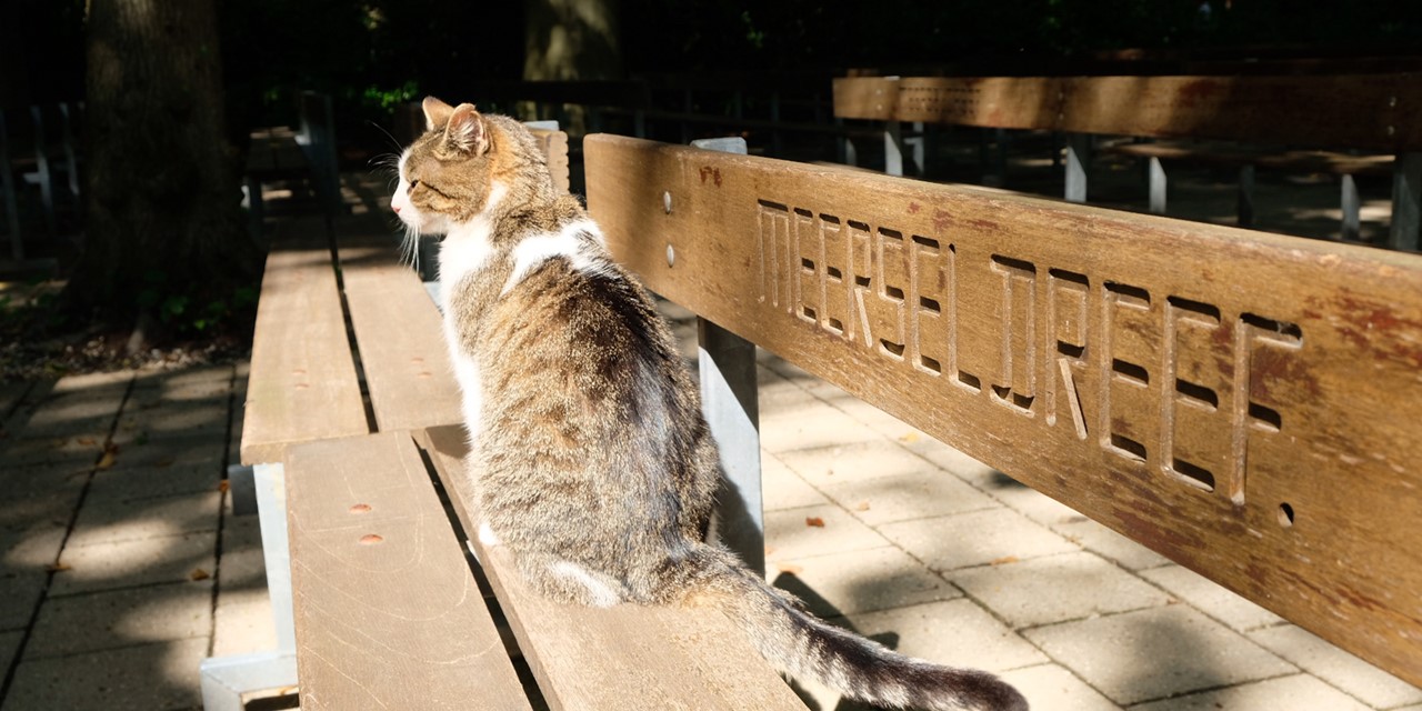Kat op een houtenbankje in het Mariapark, Meersel-Dreef.
