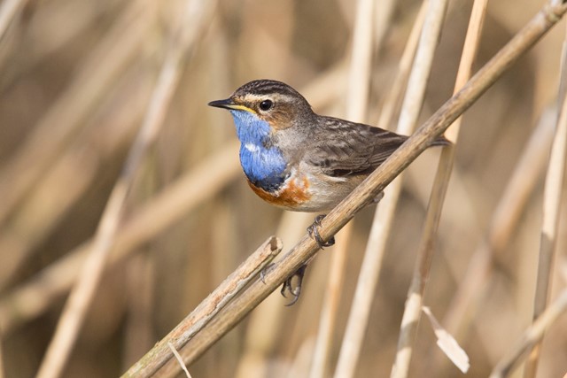 De blauwborst