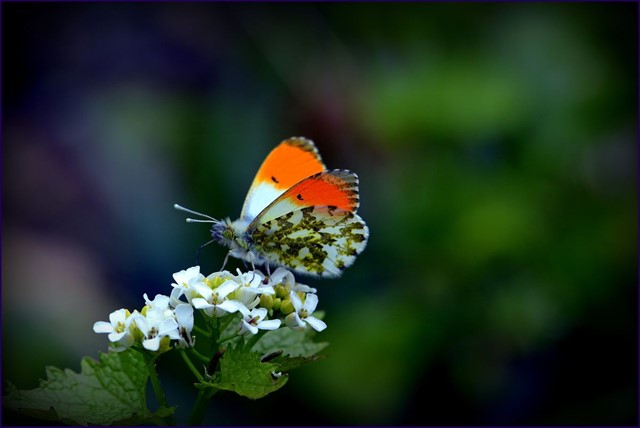 Oranjetipje. (Foto: © Sylvia Sassen, Flickr)
