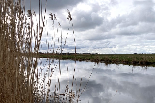 afbeelding van water en riet.