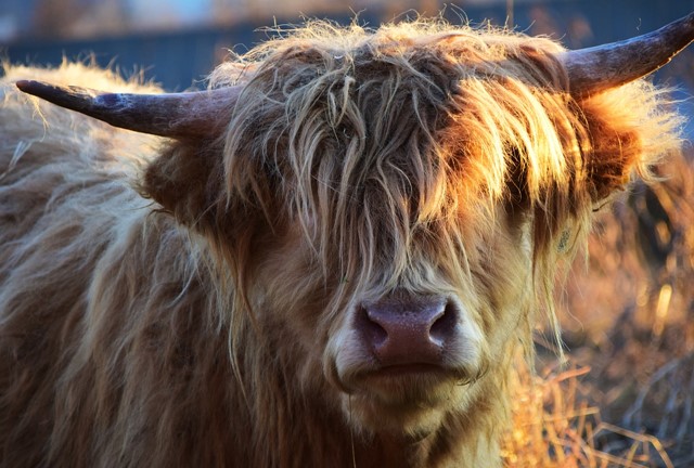grote grazers hooglander