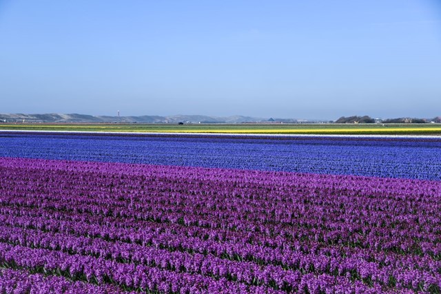 Het Noord Hollandpad Van Texel Naar Het Gooi; Bloembollenvelden Julianadorp