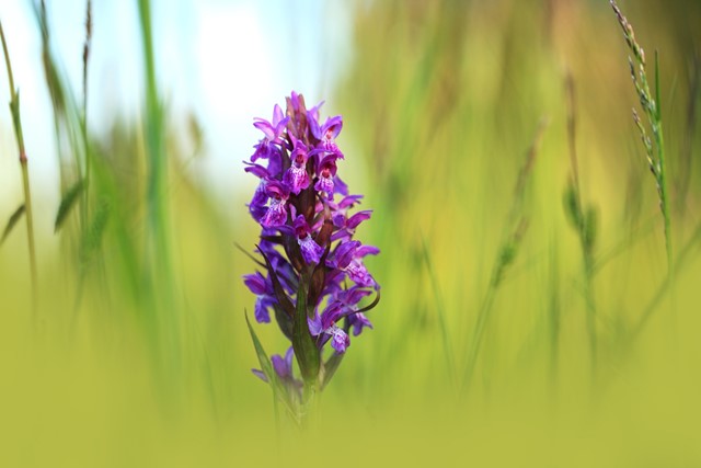 orchidee in het gras