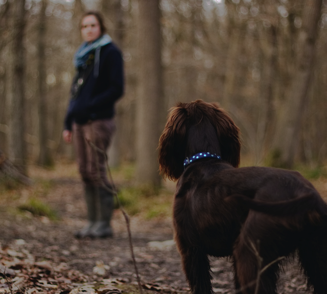 CR | /gezonde-maaltijd-voor-je-hond